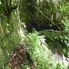 Plants: image 15 Of 71 Thumb
